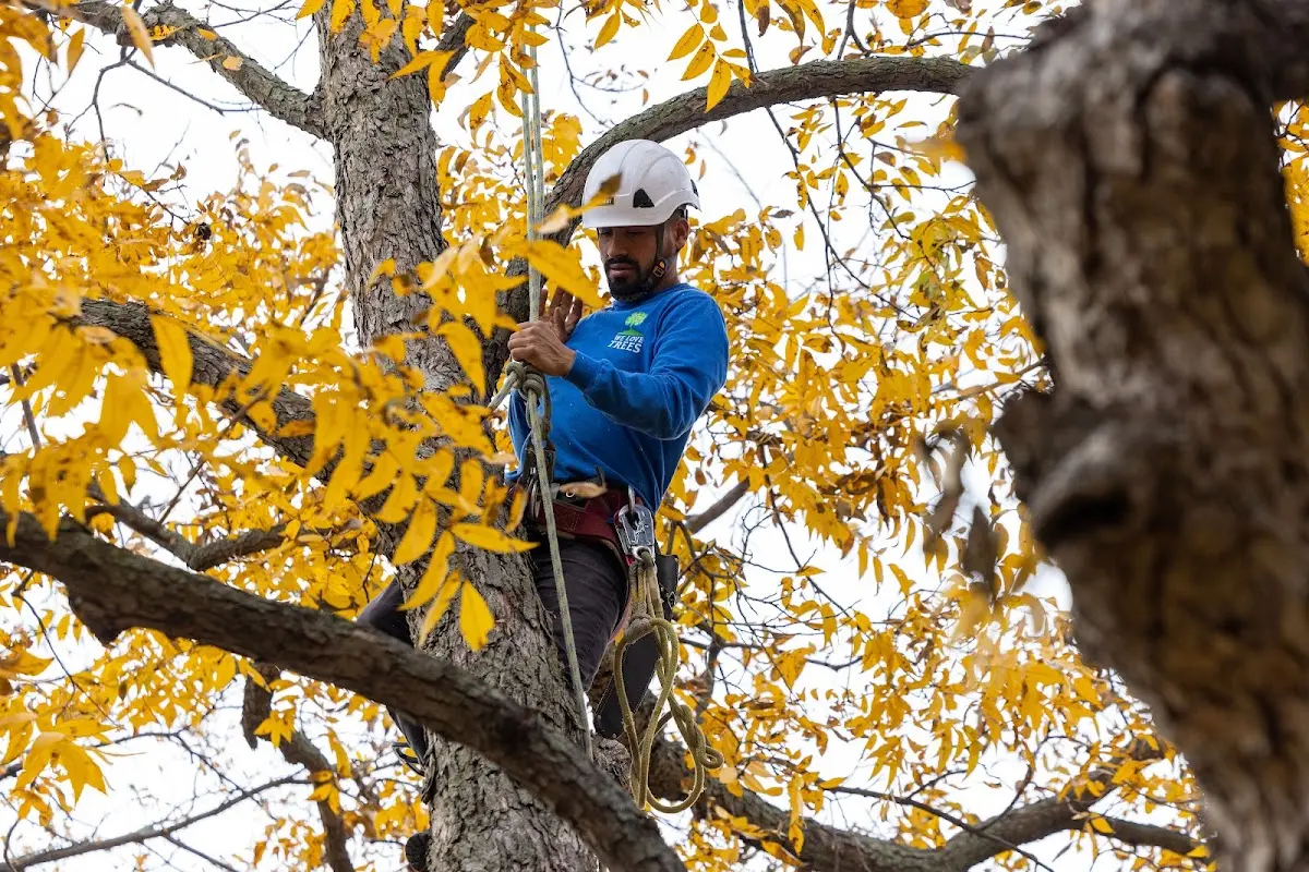Skilled Tree Planing crew working in Little York
