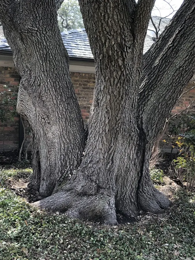 Mature heritage tree close to a Little York property cared for by certified arborists